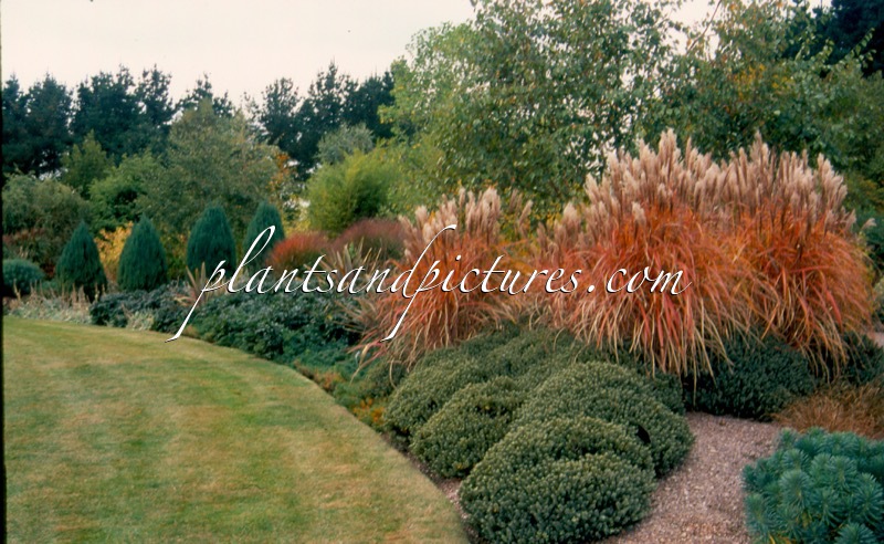 Miscanthus sinensis ‘Malepartus’