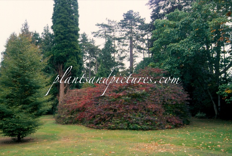 Viburnum plicatum ‘Mariesii’