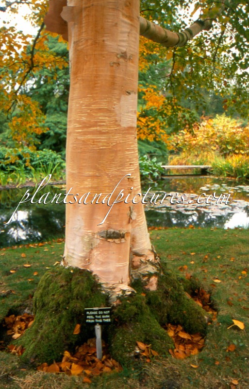 Betula
