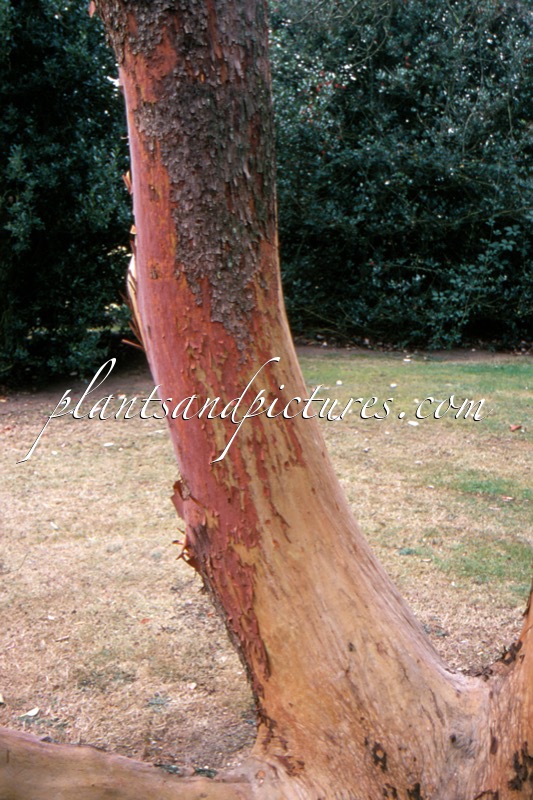 Arbutus menziesii