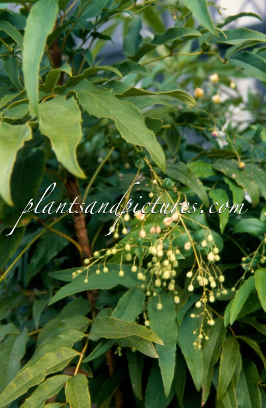 Mahonia russellii