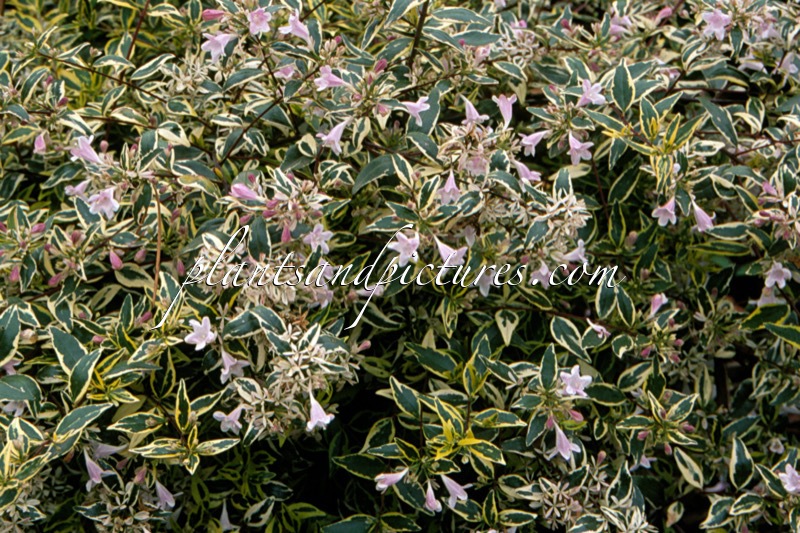 Abelia grandiflora ‘Hopleys’