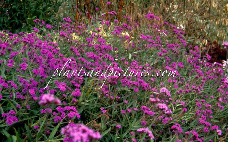 Verbena ‘Fiesta’