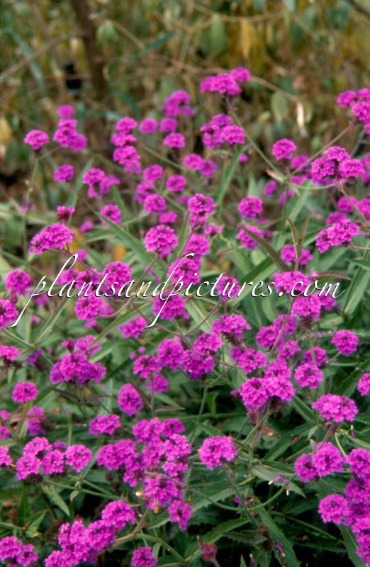 Verbena ‘Fiesta’