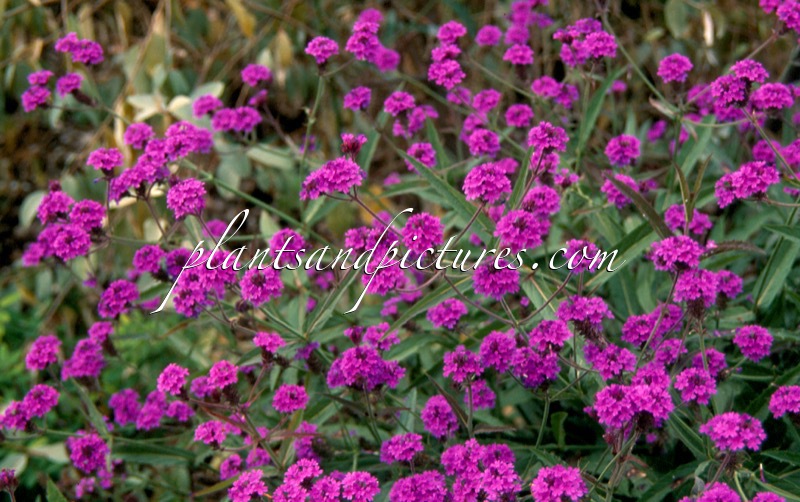 Verbena ‘Fiesta’