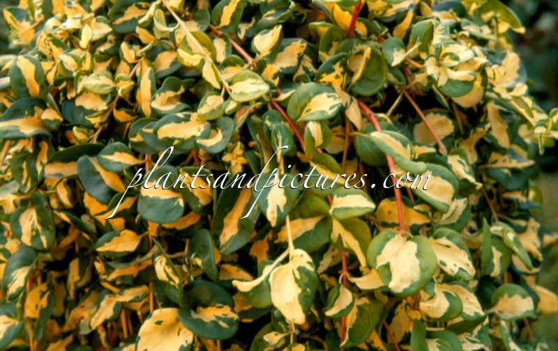 Vinca major ‘Vinwoj’ (WOJO’S JEM)