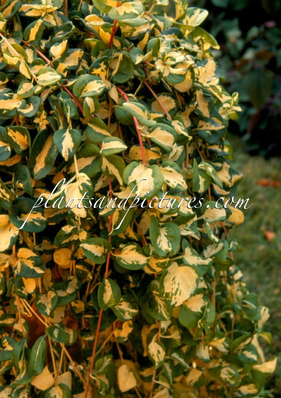 Vinca major ‘Vinwoj’ (WOJO’S JEM)