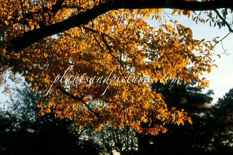 Magnolia kobus