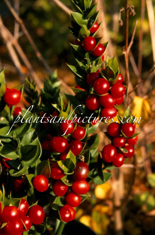 Ruscus aculeatus ‘John Redmond’