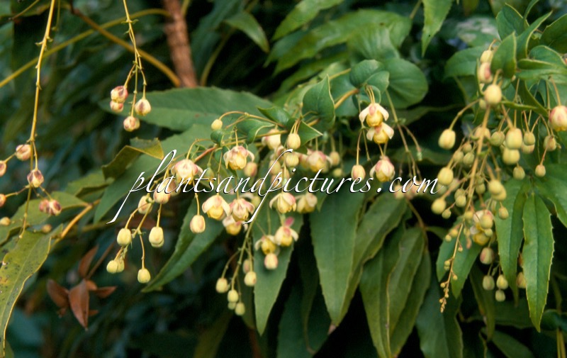 Mahonia russellii