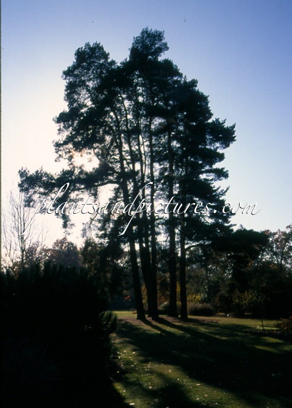 Pinus sylvestris