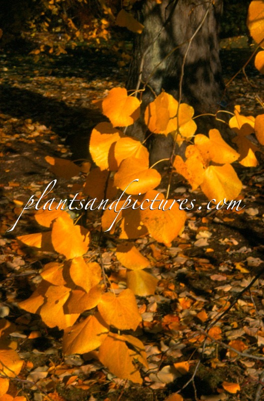 Tilia tomentosa ‘Pendula’