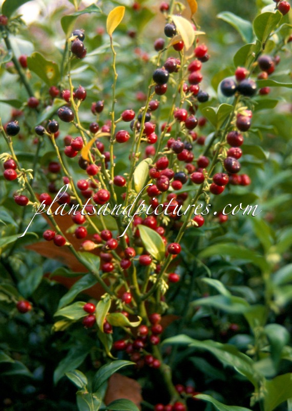 Sarcococca confusa