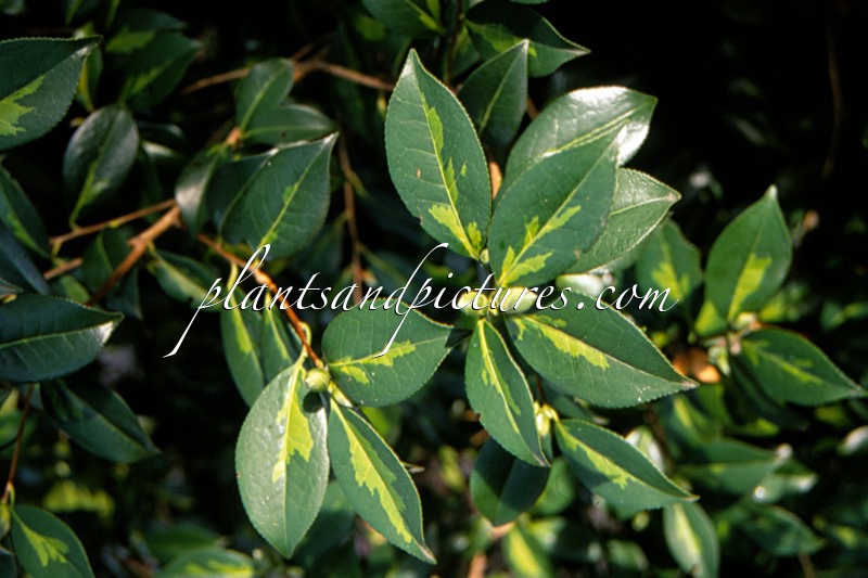 Camellia williamsii ‘Golden Spangles’