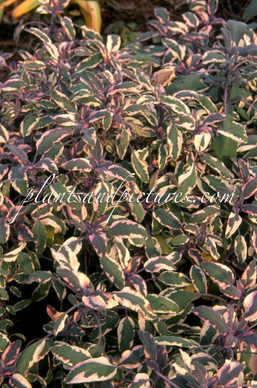 Salvia officinalis ‘Tricolor’