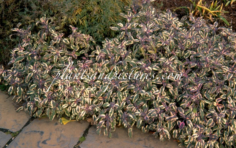 Salvia officinalis ‘Tricolor’