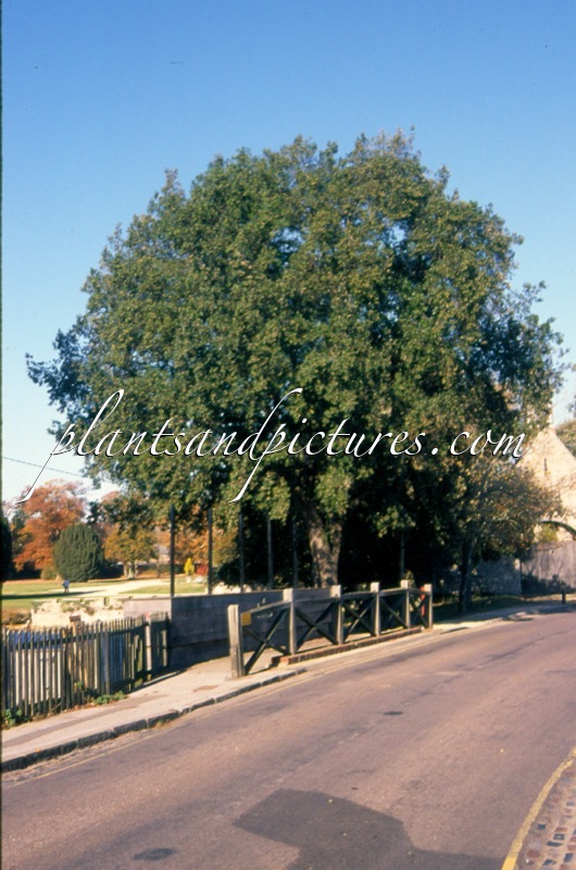 Quercus Ilex