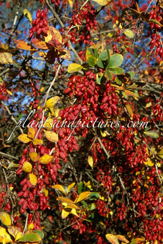 Berberis ‘Georgei’