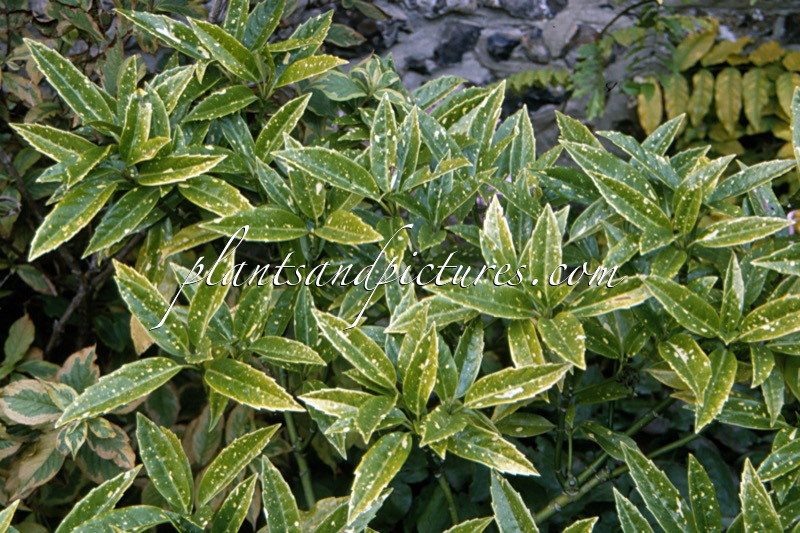 Aucuba japonica ‘Gold Dust’