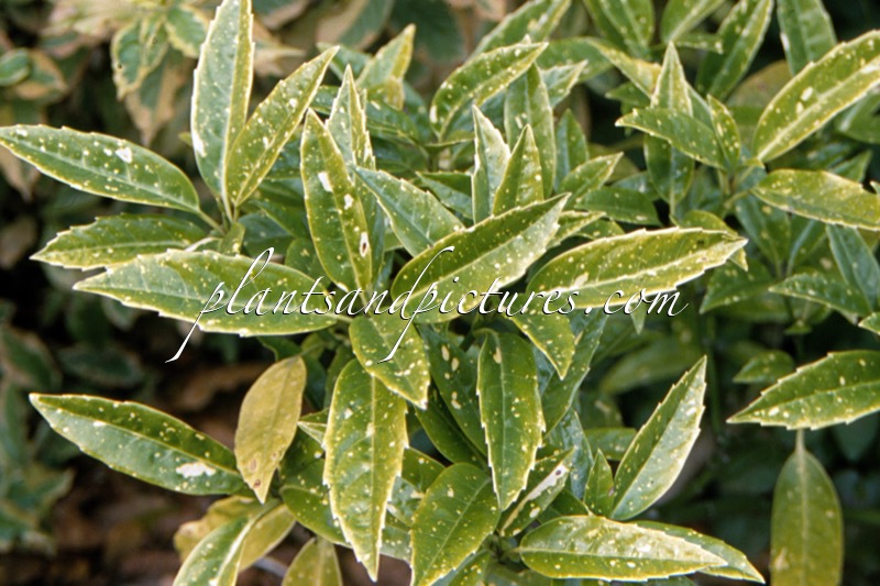 Aucuba japonica ‘Gold Dust’