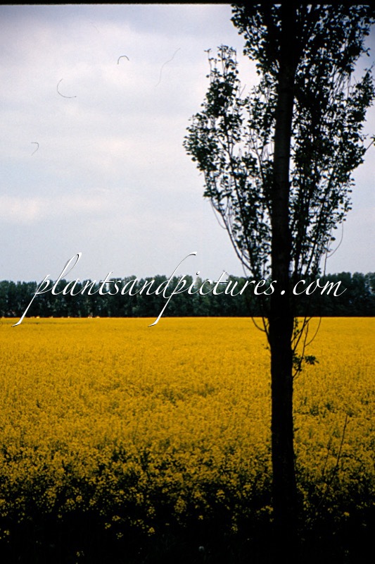 Brassica napus