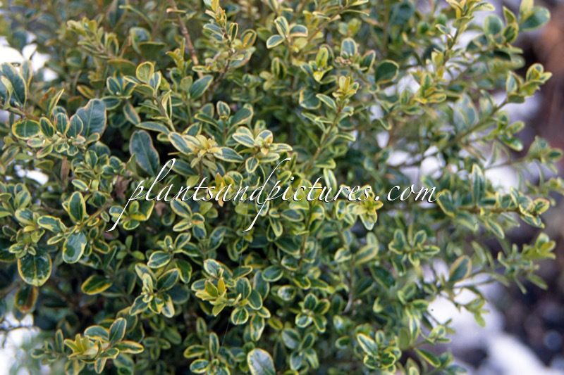 Buxus microphylla ‘Peergold’ (GOLDEN DREAM)