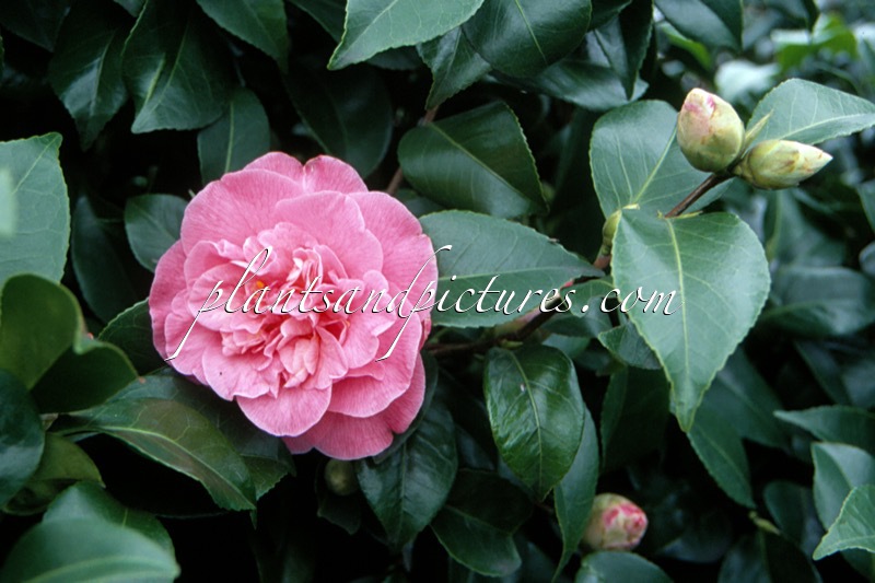 Camellia japonica ‘Marie Bracey’