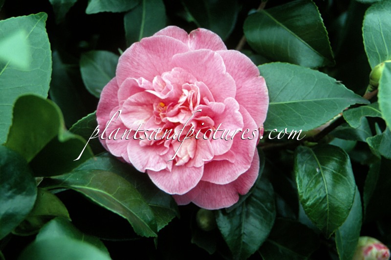 Camellia japonica ‘Marie Bracey’
