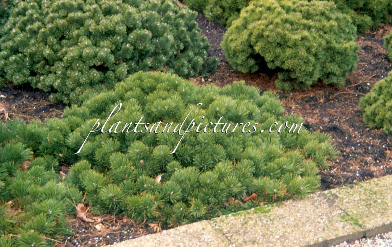 Pinus mugo ‘Krauskopf’