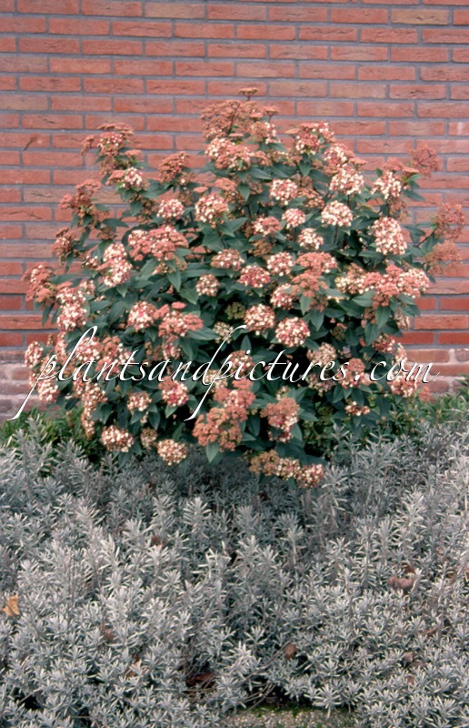 Viburnum tinus ‘Anvi’ (SPIRIT)