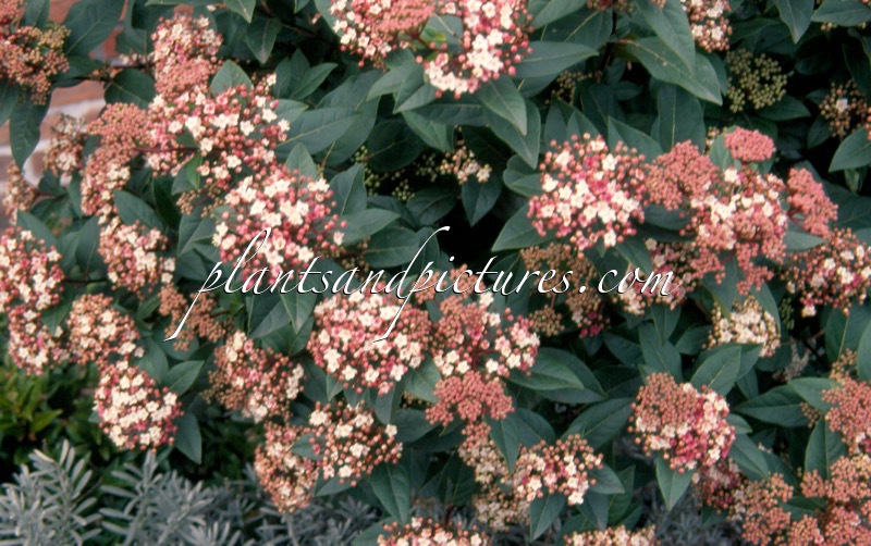 Viburnum tinus ‘Anvi’ (SPIRIT)