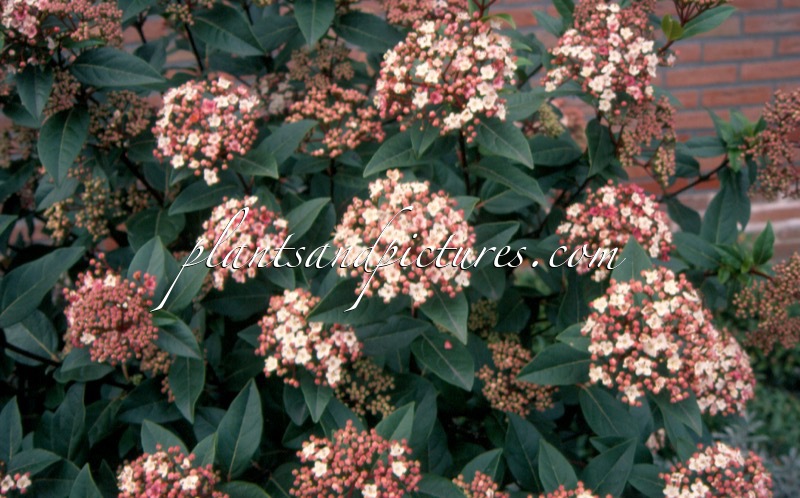 Viburnum tinus ‘Anvi’ (SPIRIT)
