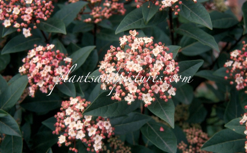 Viburnum tinus ‘Anvi’ (SPIRIT)