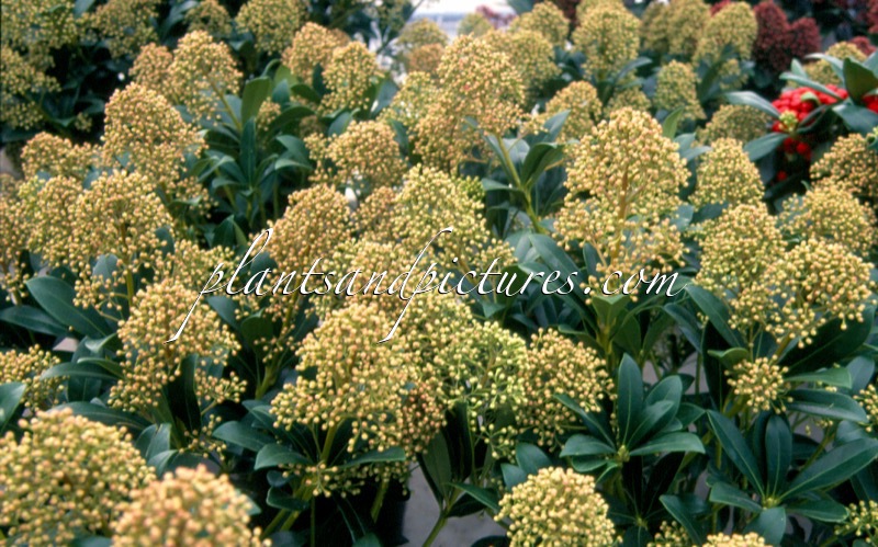 Skimmia japonica ‘Snow White’