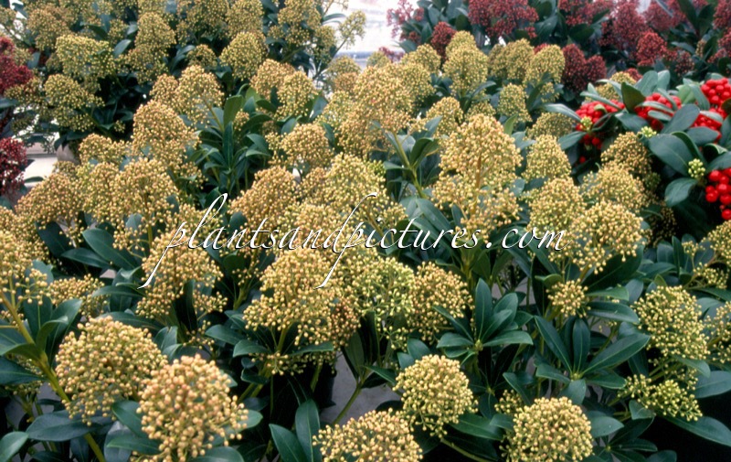 Skimmia japonica ‘Snow White’