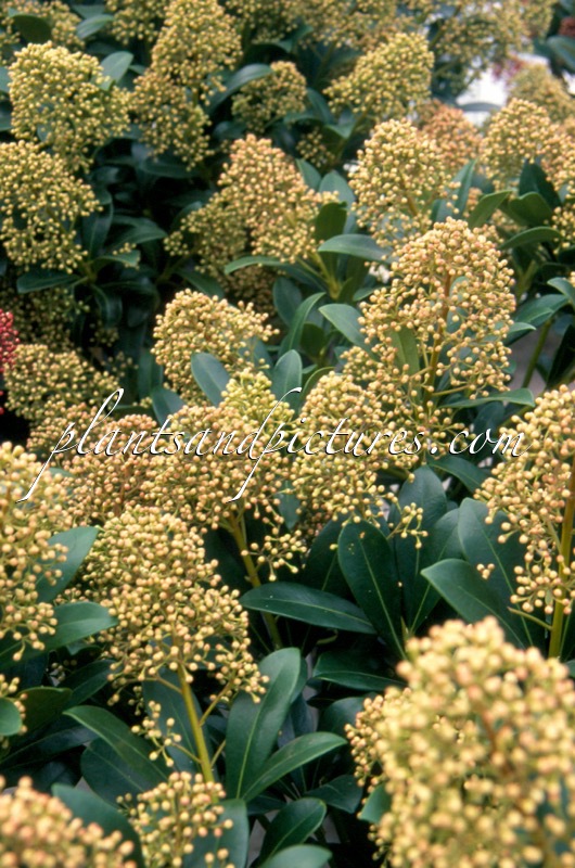 Skimmia japonica ‘Snow White’