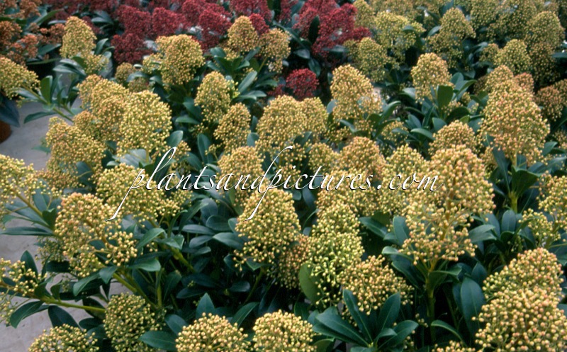 Skimmia japonica ‘Snow White’