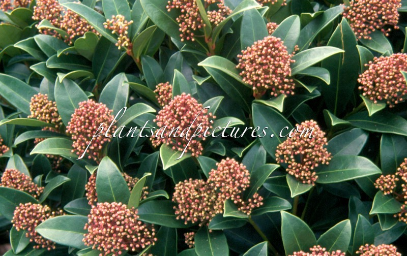 Skimmia japonica ‘Rosita’