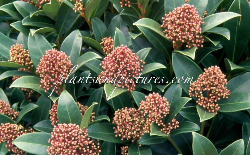Skimmia japonica ‘Rosita’