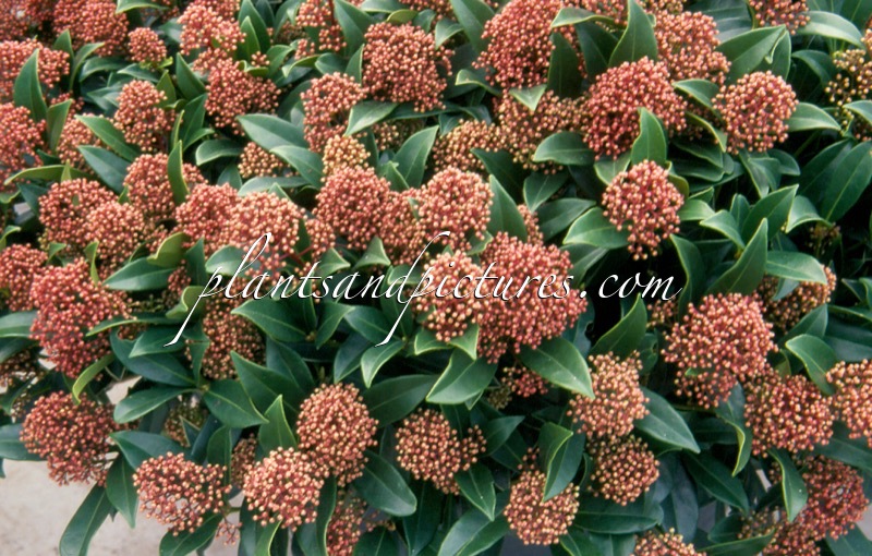 Skimmia japonica ‘Marlot’