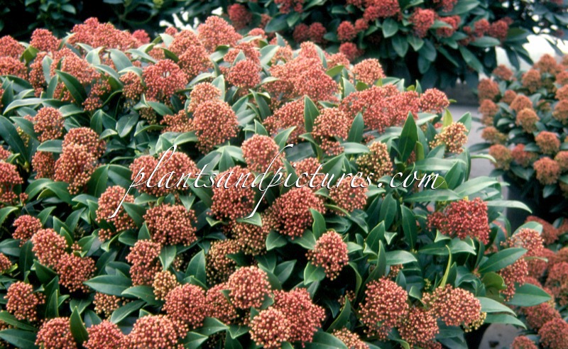 Skimmia japonica ‘Marlot’