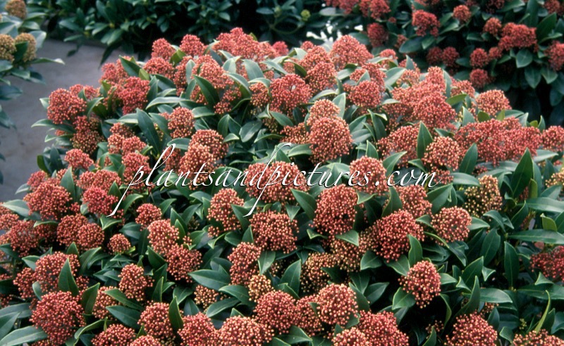 Skimmia japonica ‘Marlot’
