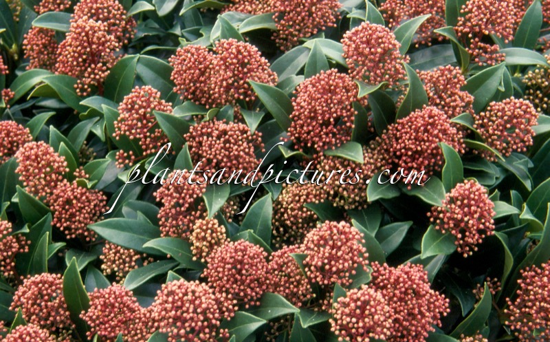 Skimmia japonica ‘Marlot’