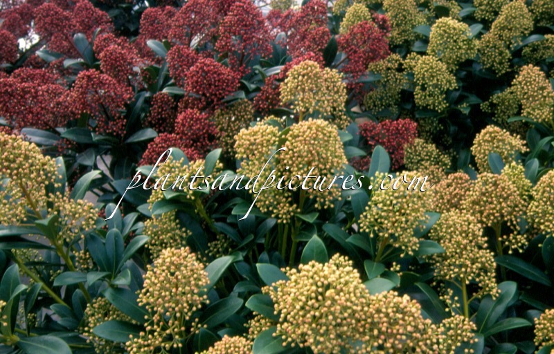 Skimmia japonica ‘Snow White’