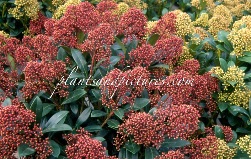 Skimmia japonica ‘Rubinetta’