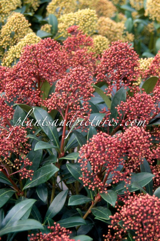 Skimmia japonica ‘Rubinetta’