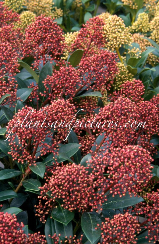 Skimmia japonica ‘Rubinetta’