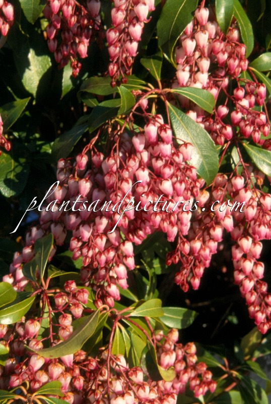 Pieris japonica ‘Katsura’