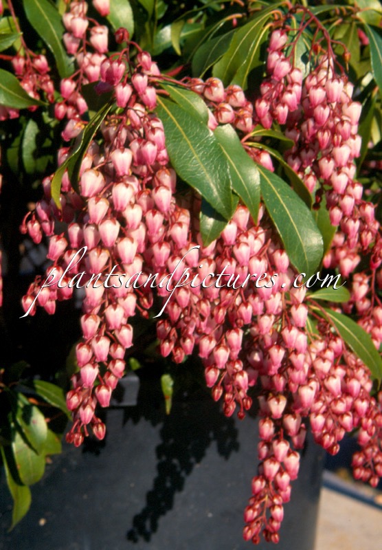 Pieris japonica ‘Katsura’