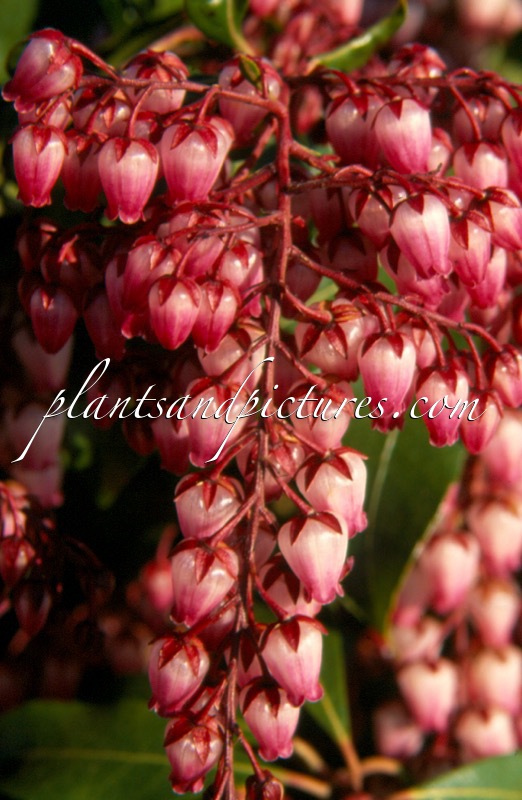Pieris japonica ‘Katsura’